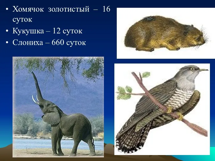 Хомячок золотистый – 16 суток Кукушка – 12 суток Слониха – 660 суток