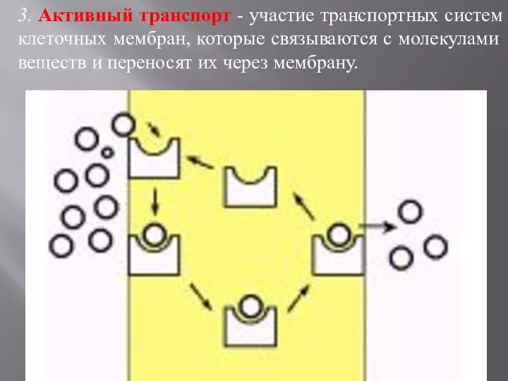 3. Активный транспорт - участие транспортных систем клеточных мембран, которые