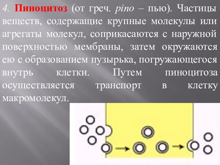 4. Пиноцитоз (от греч. pino – пью). Частицы веществ, содержащие