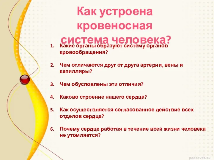 Как устроена кровеносная система человека? Какие органы образуют систему органов кровообращения? Чем отличаются