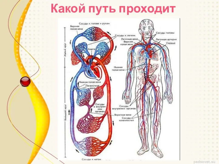 Какой путь проходит кровь ?