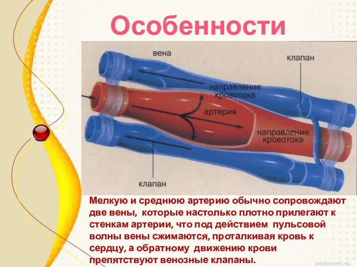 Особенности сосудов Мелкую и среднюю артерию обычно сопровождают две вены, которые настолько плотно