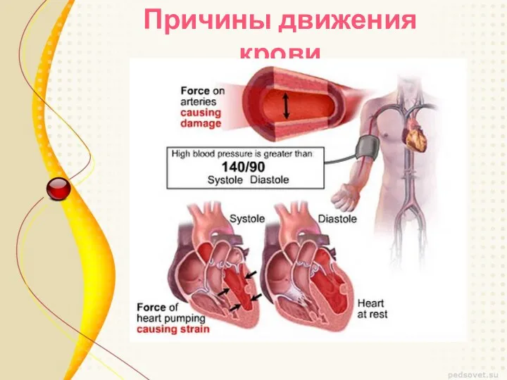 Причины движения крови