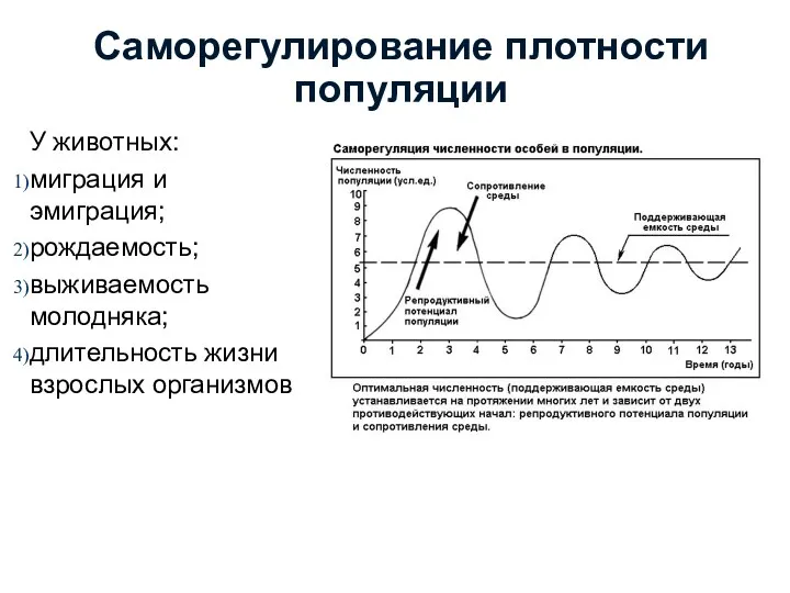 Саморегулирование плотности популяции У животных: миграция и эмиграция; рождаемость; выживаемость молодняка; длительность жизни взрослых организмов