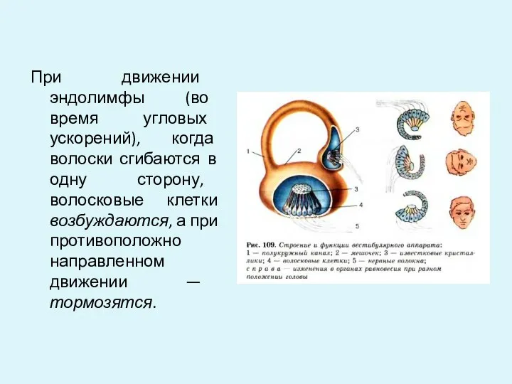 При движении эндолимфы (во время угловых ускорений), когда волоски сгибаются