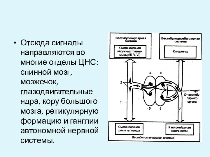 Отсюда сигналы направляются во многие отделы ЦНС: спинной мозг, мозжечок,