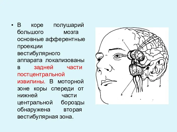 В коре полушарий большого мозга основные афферентные проекции вестибулярного аппарата