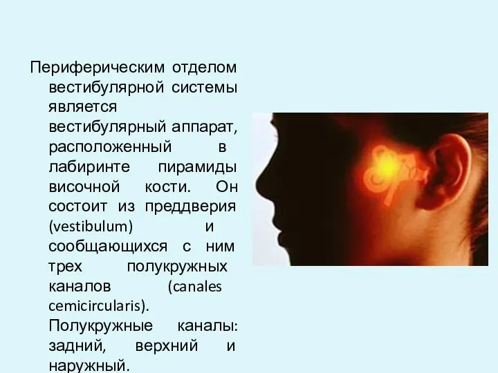 Периферическим отделом вестибулярной системы является вестибулярный аппарат, расположенный в лабиринте