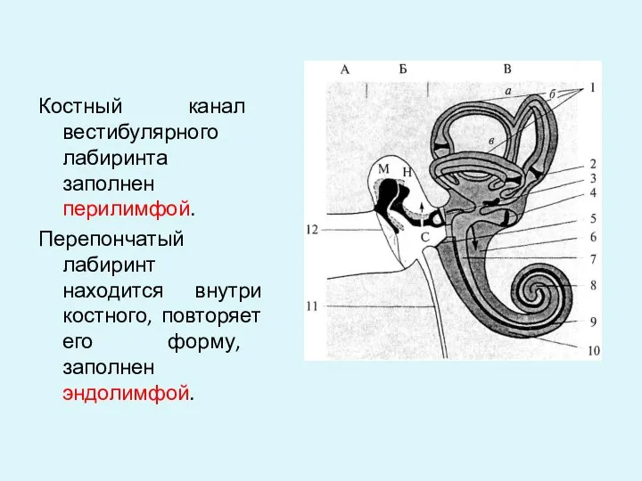 Костный канал вестибулярного лабиринта заполнен перилимфой. Перепончатый лабиринт находится внутри костного, повторяет его форму, заполнен эндолимфой.