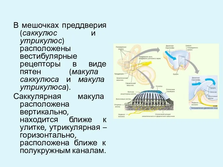 В мешочках преддверия (саккулюс и утрикулюс) расположены вестибулярные рецепторы в