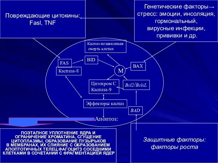 Повреждающие цитокины: Fasl, TNF Защитные факторы: факторы роста Генетические факторы