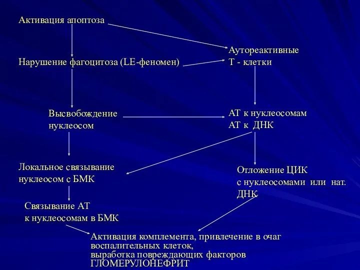 Активация апоптоза Высвобождение нуклеосом Локальное связывание нуклеосом с БМК Аутореактивные