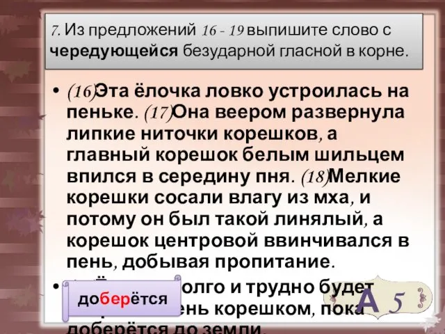 (16)Эта ёлочка ловко устроилась на пеньке. (17)Она веером развернула липкие