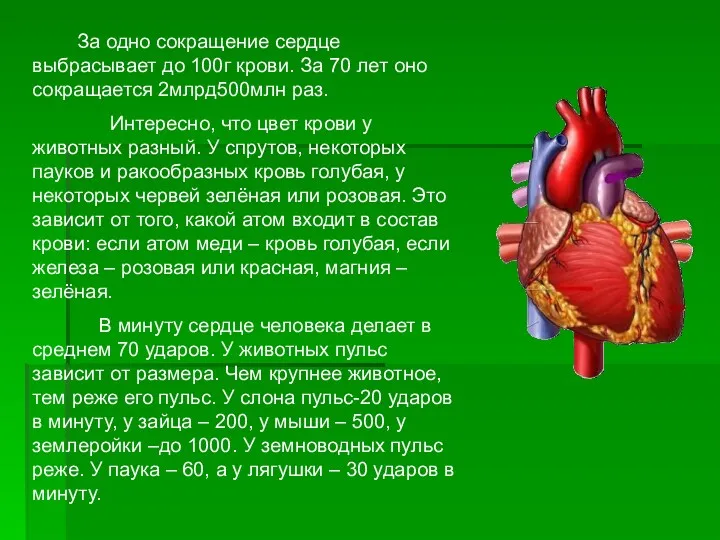 За одно сокращение сердце выбрасывает до 100г крови. За 70