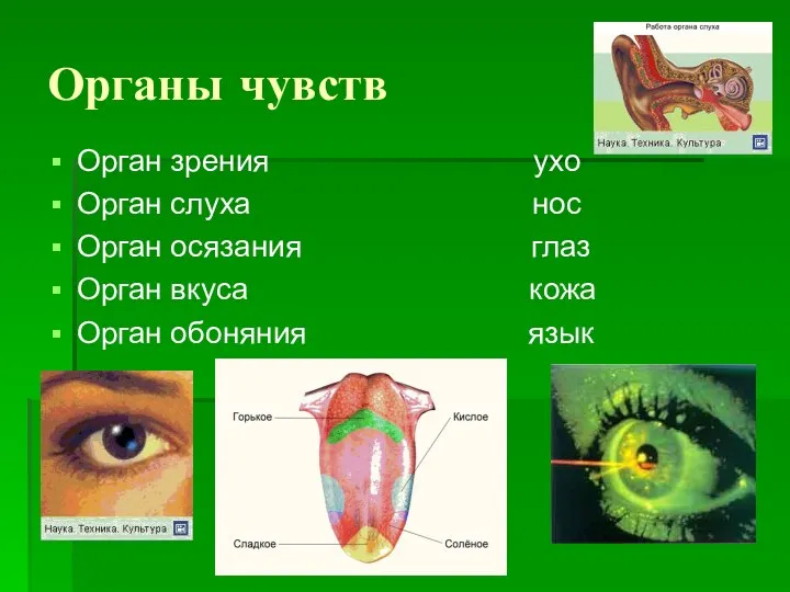 Органы чувств Орган зрения ухо Орган слуха нос Орган осязания