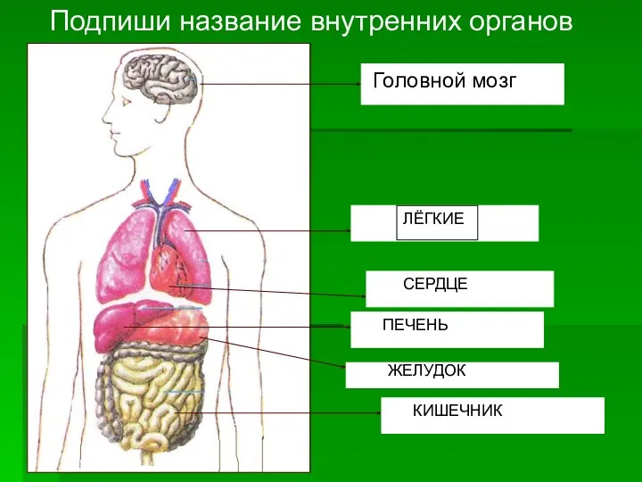 Подпиши название внутренних органов Головной мозг ЛЁГКИЕ СЕРДЦЕ ПЕЧЕНЬ ЖЕЛУДОК КИШЕЧНИК