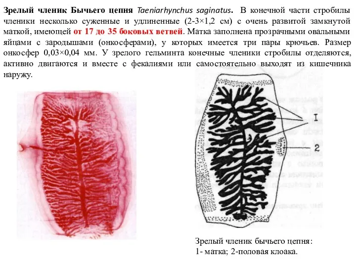 Зрелый членик бычьего цепня: 1- матка; 2-половая клоака. Зрелый членик Бычьего цепня Taeniarhynchus