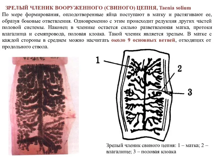 ЗРЕЛЫЙ ЧЛЕНИК ВООРУЖЕННОГО (СВИНОГО) ЦЕПНЯ, Taenia solium Зрелый членик свиного цепня: 1 –