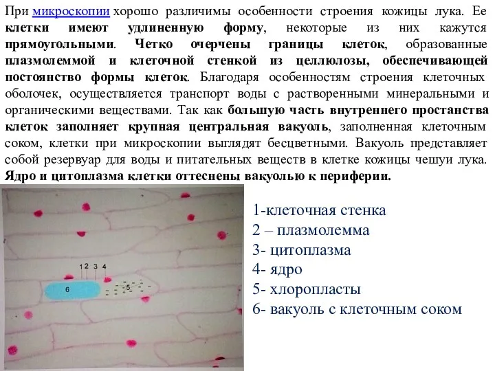 При микроскопии хорошо различимы особенности строения кожицы лука. Ее клетки имеют удлиненную форму,