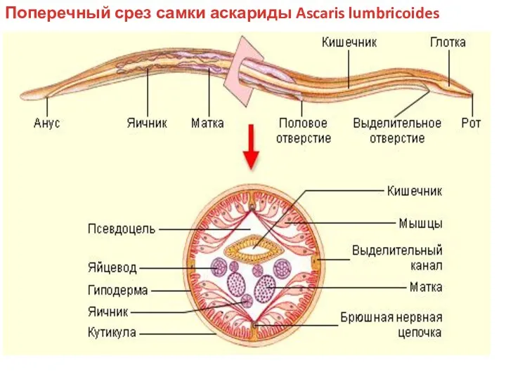 Поперечный срез самки аскариды Ascaris lumbricoides