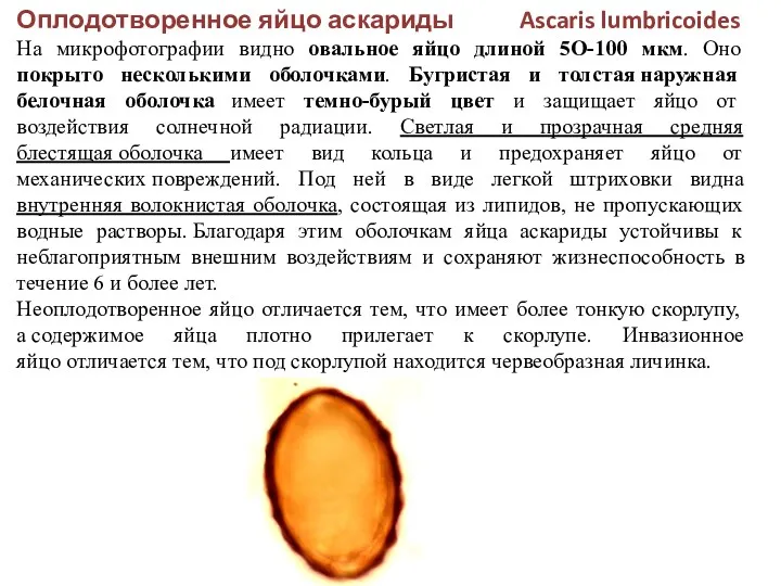 Оплодотворенное яйцо аскариды Ascaris lumbricoides На микрофотографии видно овальное яйцо длиной 5О-100 мкм.