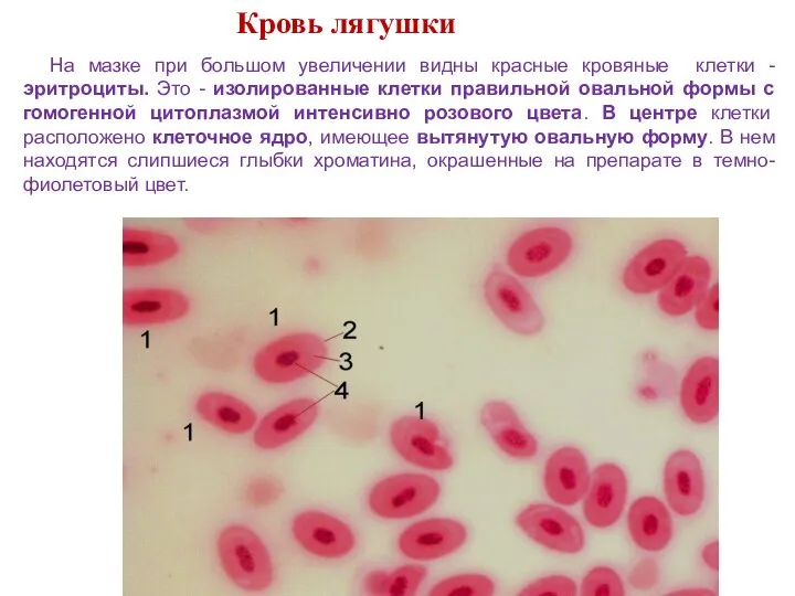 Кровь лягушки На мазке при большом увеличении видны красные кровяные клетки - эритроциты.