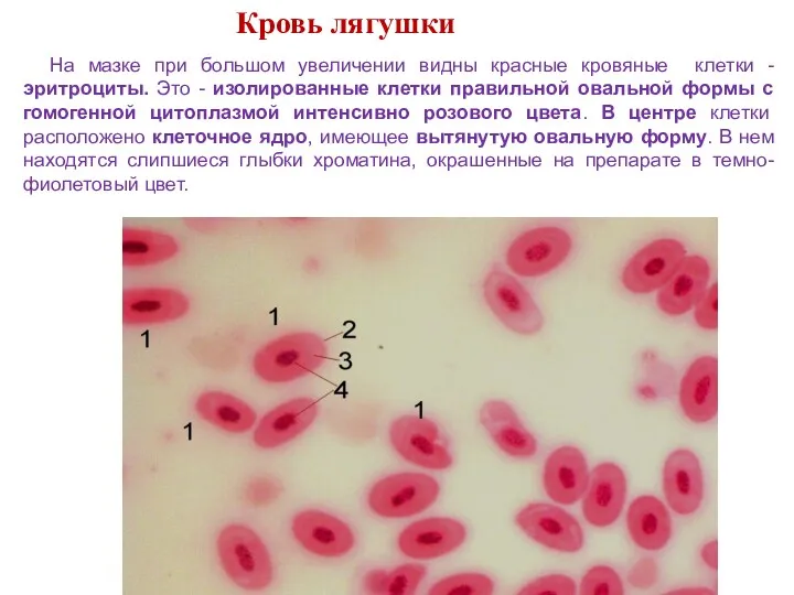 Кровь лягушки На мазке при большом увеличении видны красные кровяные