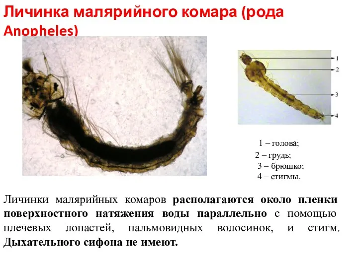 Личинка малярийного комара (рода Anopheles) Личинки малярийных комаров располагаются около пленки поверхностного натяжения