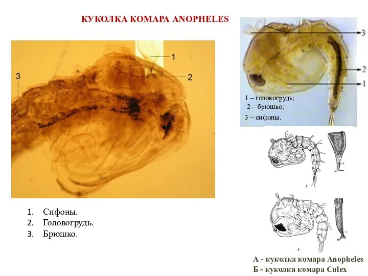 КУКОЛКА КОМАРА ANOPHELES 1 – головогрудь; 2 – брюшко; 3