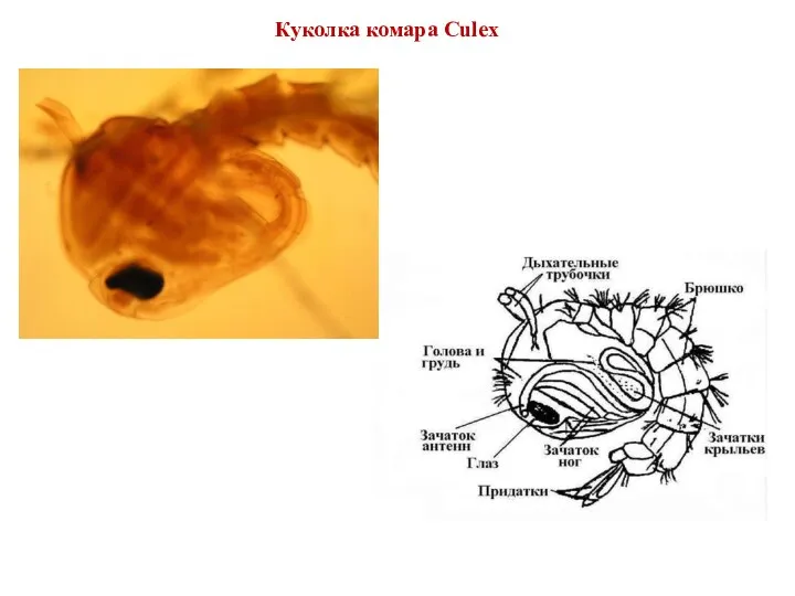 Куколка комара Culex