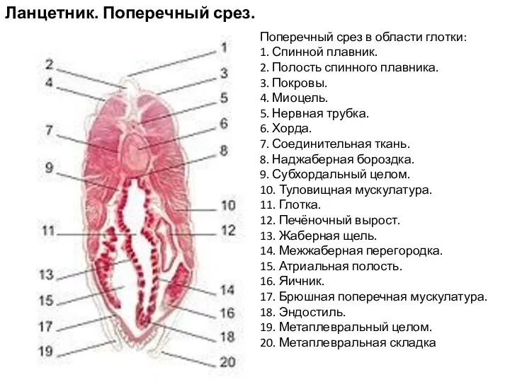 Ланцетник. Поперечный срез. Поперечный срез в области глотки: 1. Спинной плавник. 2. Полость