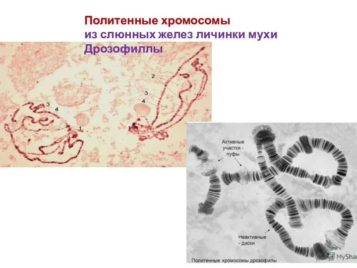 Политенные хромосомы из слюнных желез личинки мухи Дрозофиллы