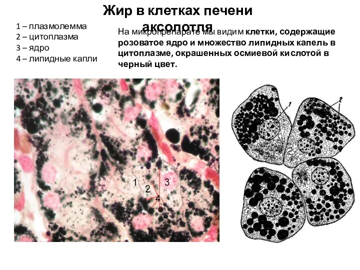 Жир в клетках печени аксолотля 1 – плазмолемма 2 –