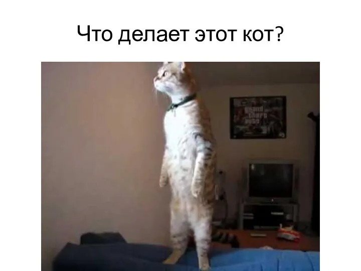 Что делает этот кот?