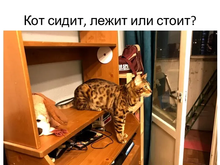 Кот сидит, лежит или стоит?