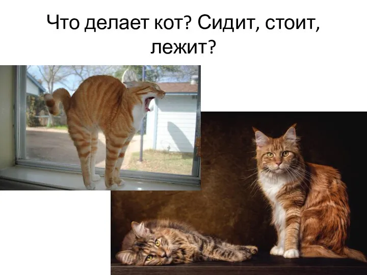 Что делает кот? Сидит, стоит, лежит?