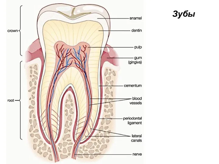 Зубы