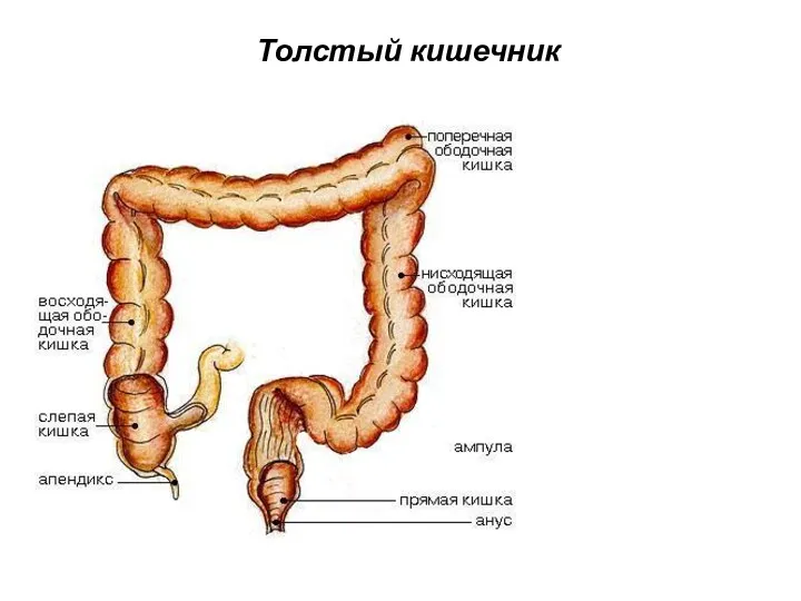 Толстый кишечник