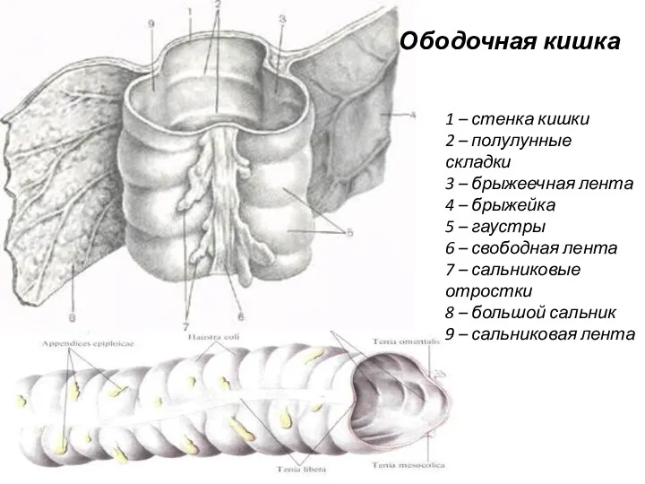 Ободочная кишка 1 – стенка кишки 2 – полулунные складки