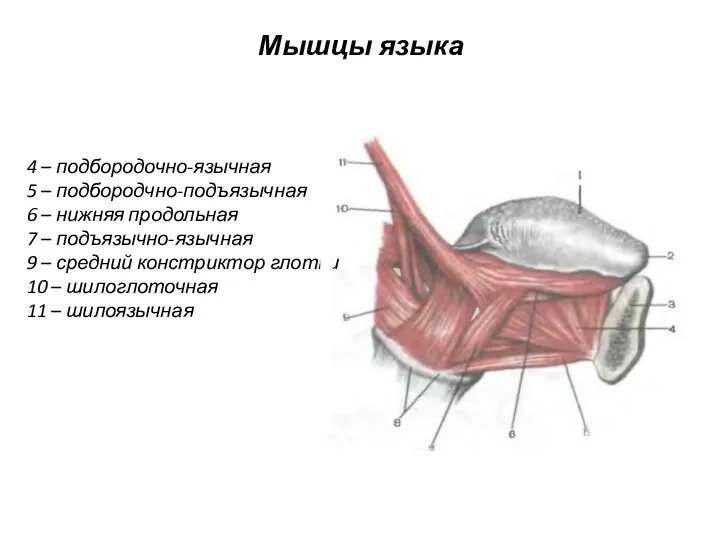 Мышцы языка 4 – подбородочно-язычная 5 – подбородчно-подъязычная 6 –