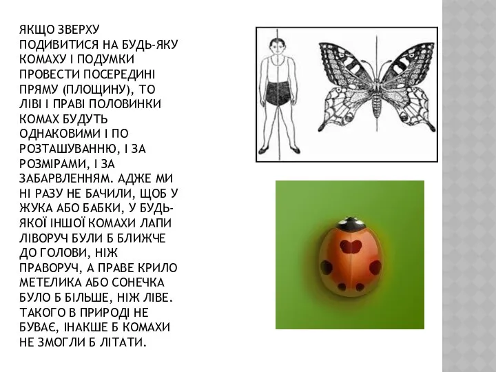 ЯКЩО ЗВЕРХУ ПОДИВИТИСЯ НА БУДЬ-ЯКУ КОМАХУ І ПОДУМКИ ПРОВЕСТИ ПОСЕРЕДИНІ