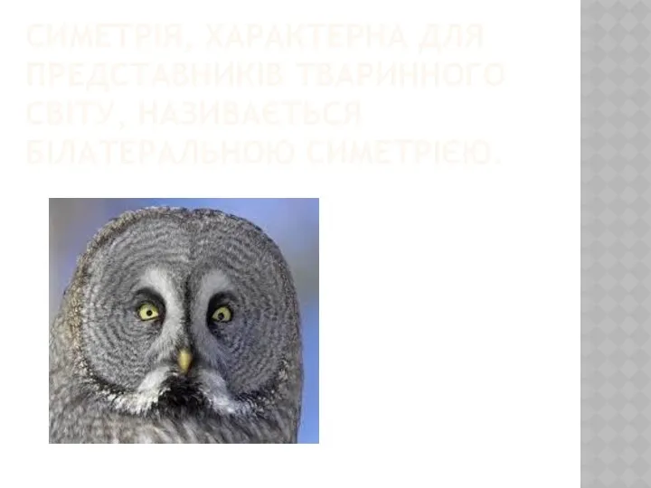 СИМЕТРІЯ, ХАРАКТЕРНА ДЛЯ ПРЕДСТАВНИКІВ ТВАРИННОГО СВІТУ, НАЗИВАЄТЬСЯ БІЛАТЕРАЛЬНОЮ СИМЕТРІЄЮ.