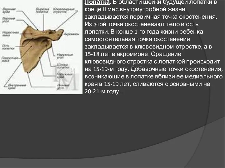 Лопатка. В области шейки будущей лопатки в конце II мес