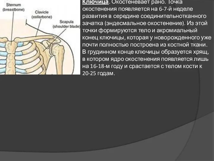 Ключица. Окостеневает рано. Точка окостенения появляется на 6-7-й неделе развития