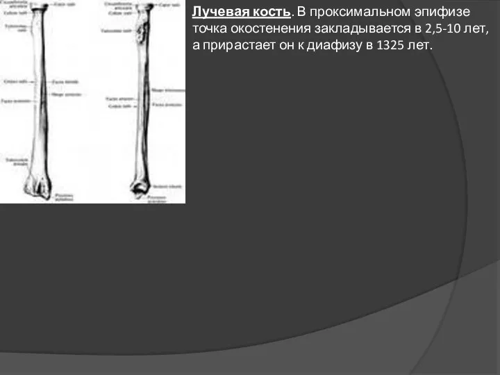 Лучевая кость. В проксимальном эпифизе точка окостенения закладывается в 2,5-10