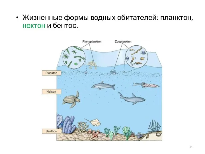 Жизненные формы водных обитателей: планктон, нектон и бентос.