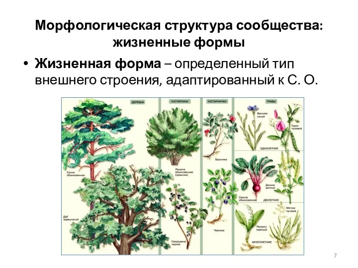 Морфологическая структура сообщества: жизненные формы Жизненная форма – определенный тип внешнего строения, адаптированный к С. О.