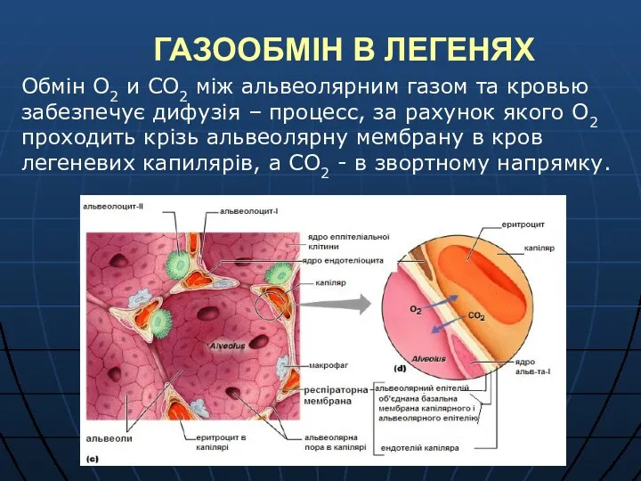 ГАЗООБМІН В ЛЕГЕНЯХ Обмін О2 и СО2 між альвеолярним газом