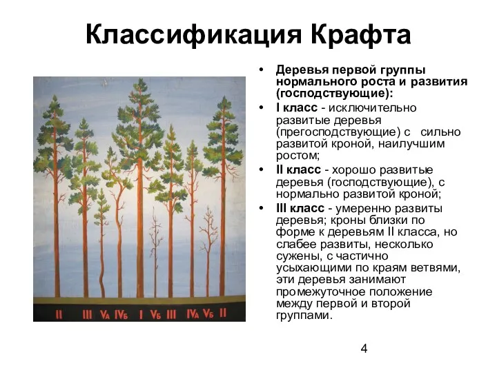 Классификация Крафта Деревья первой группы нормального роста и развития (господствующие):