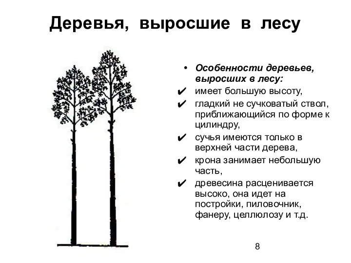 Деревья, выросшие в лесу Особенности деревьев, выросших в лесу: имеет